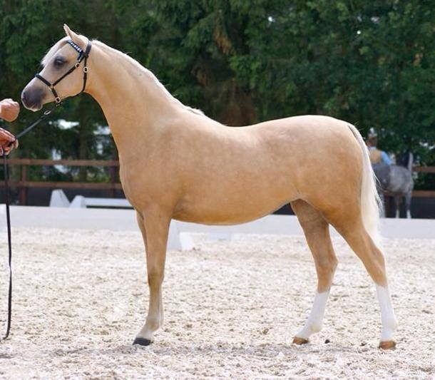 Stougjeshoeve Pride of Joy